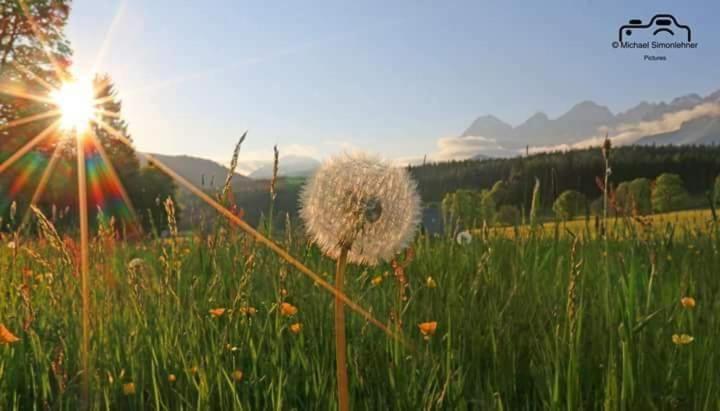 Biobauernhof Brandlhof Ramsau am Dachstein