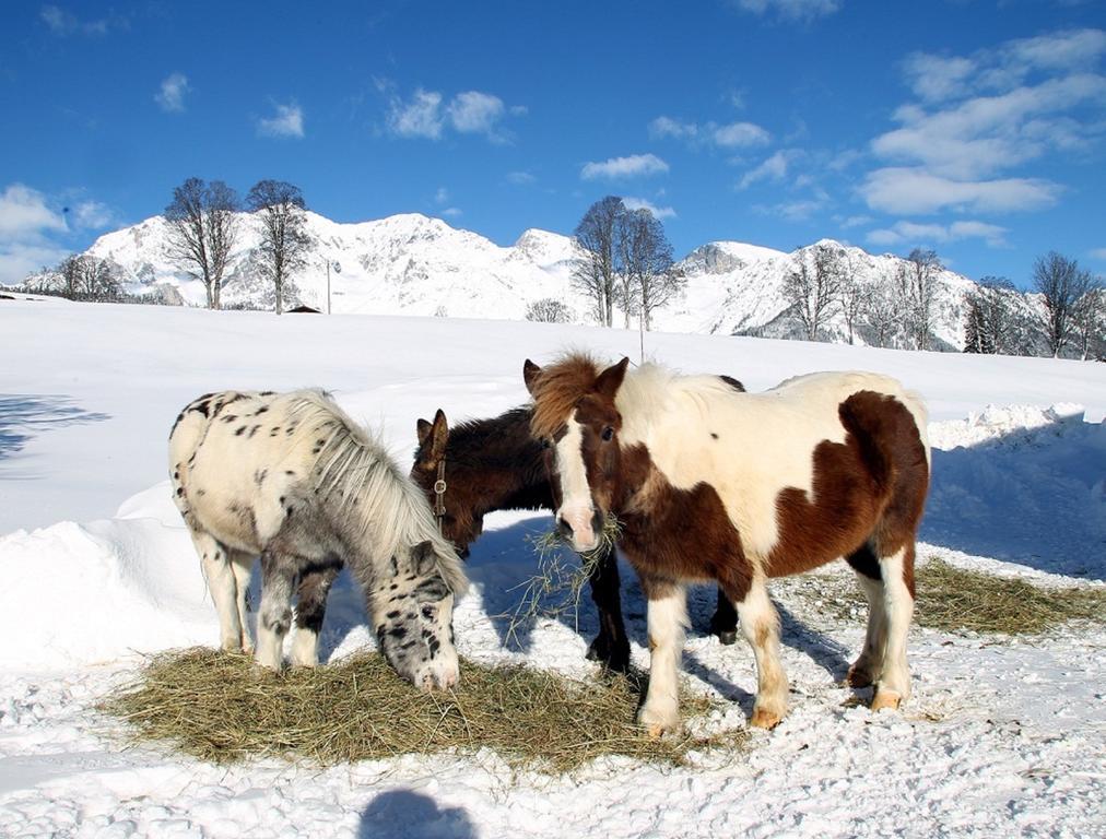 Apartment Biobauernhof Brandlhof Ramsau am Dachstein